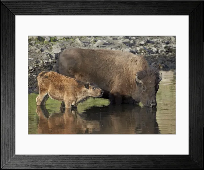 Framed Print : Bison (Bison bison) cow and calf drinking from a pond, Custer State Park, South Dakota, United States of America, North America Framed Print : Bison (Bison bison) cow and calf drinking from a pond, Custer State Park, South Dakota, United States of America, North America