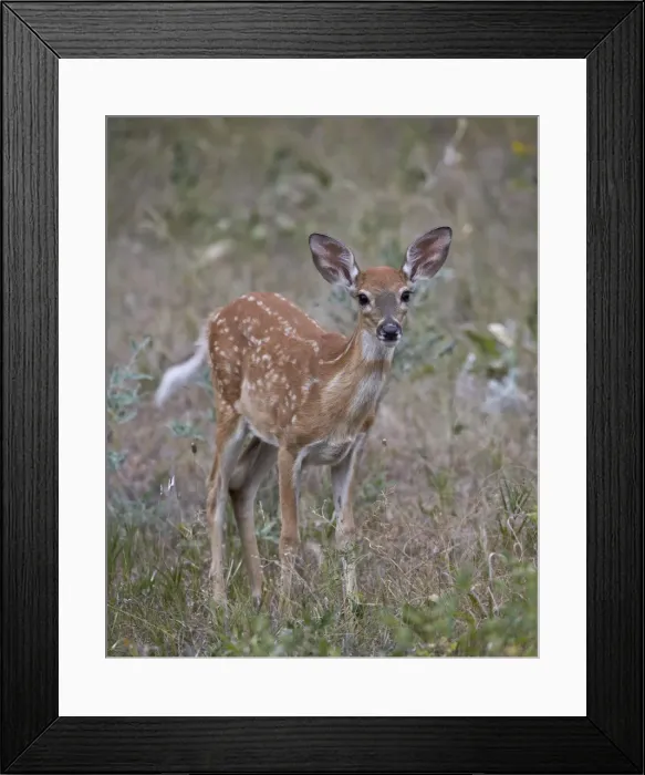 Framed Print : White-tailed deer (whitetail deer) (Virginia deer) (Odocoileus virginianus) fawn, Custer State Park, South Dakota, United States of America, North America Framed Print : White-tailed deer (whitetail deer) (Virginia deer) (Odocoileus virginianus) fawn, Custer State Park, South Dakota, United States of America, North America