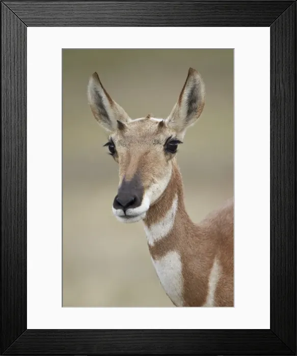 Framed Print : Pronghorn (Antilocapra americana) doe, Custer State Park, South Dakota, United States of America, North America Framed Print : Pronghorn (Antilocapra americana) doe, Custer State Park, South Dakota, United States of America, North America
