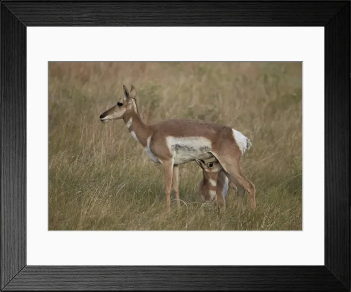 Framed Print : Pronghorn (Antilocapra americana) nursing, Custer State Park, South Dakota, United States of America, North America Framed Print : Pronghorn (Antilocapra americana) nursing, Custer State Park, South Dakota, United States of America, North America