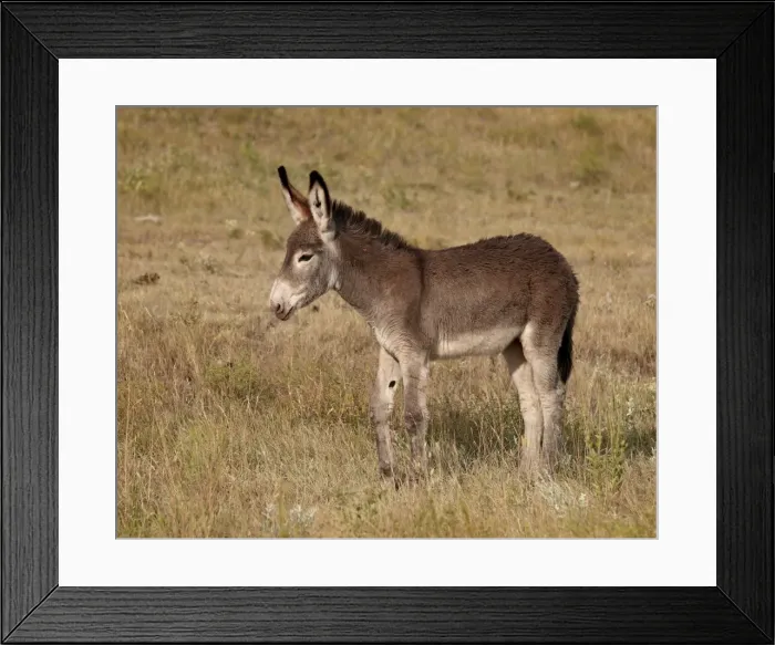 Framed Print : Young wild burro (donkey) (Equus asinus) (Equus africanus asinus), Custer State Park, South Dakota, United States of America, North America Framed Print : Young wild burro (donkey) (Equus asinus) (Equus africanus asinus), Custer State Park, South Dakota, United States of America, North America