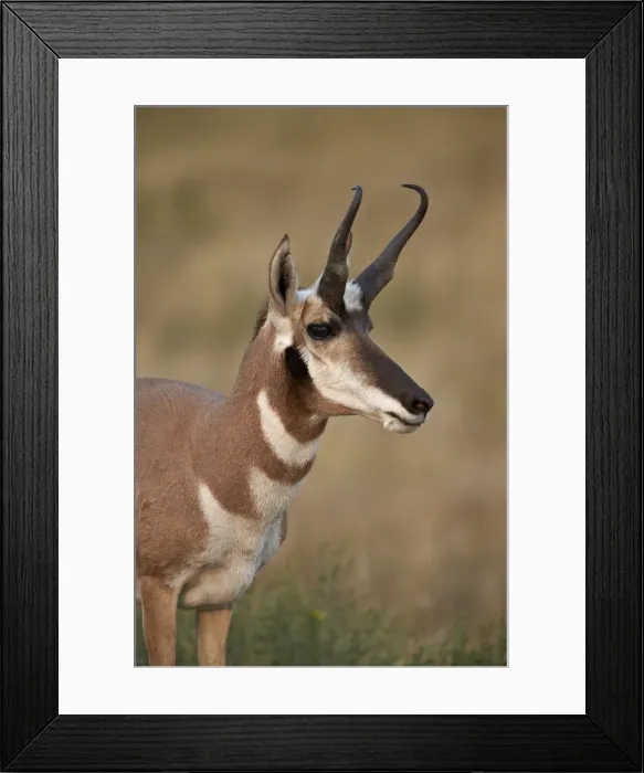Framed Print : Pronghorn (Antilocapra americana) buck, Custer State Park, South Dakota, United States of America, North America Framed Print : Pronghorn (Antilocapra americana) buck, Custer State Park, South Dakota, United States of America, North America