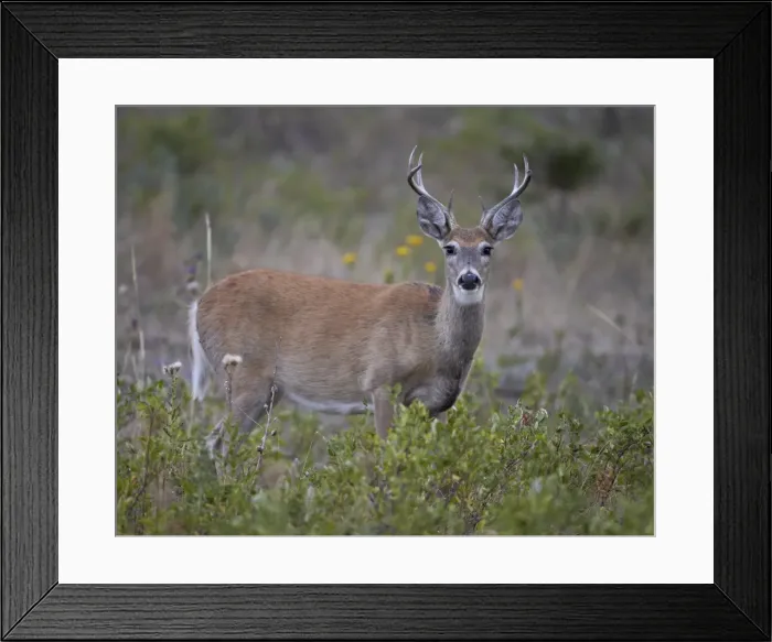 Framed Print : White-tailed deer (whitetail deer) (Virginia deer) (Odocoileus virginianus) buck, Custer State Park, South Dakota, United States of America, North America Framed Print : White-tailed deer (whitetail deer) (Virginia deer) (Odocoileus virginianus) buck, Custer State Park, South Dakota, United States of America, North America