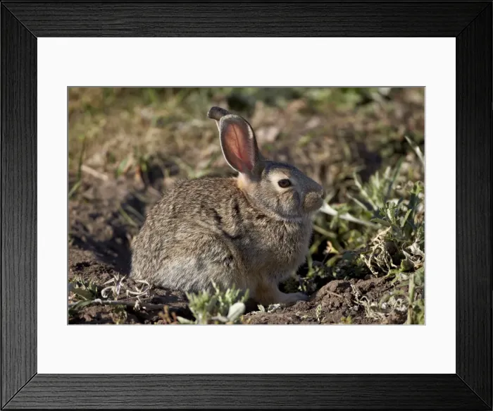 Framed Print : Eastern cottontail (Sylvilagus floridanus), Custer State Park, South Dakota, United States of America, North America Framed Print : Eastern cottontail (Sylvilagus floridanus), Custer State Park, South Dakota, United States of America, North America