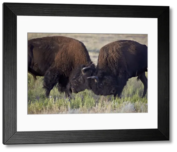 Framed Print : Bison (Bison bison) bulls sparring, Custer State Park, South Dakota, United States of America, North America Framed Print : Bison (Bison bison) bulls sparring, Custer State Park, South Dakota, United States of America, North America