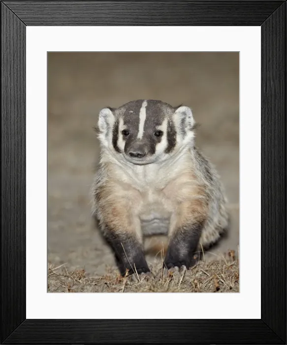 Framed Print : Badger (Taxidea taxus), Buffalo Gap National Grassland, Conata Basin, South Dakota, United States of America, North America Framed Print : Badger (Taxidea taxus), Buffalo Gap National Grassland, Conata Basin, South Dakota, United States of America, North America