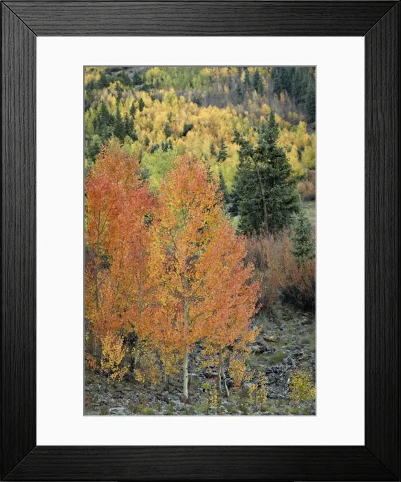 Framed Print : Orange aspens in the fall, San Juan National Forest, Colorado, United States of America, North America Framed Print : Orange aspens in the fall, San Juan National Forest, Colorado, United States of America, North America