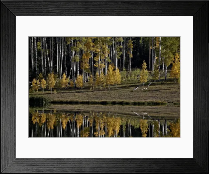 Framed Print : Yellow aspens among evergreens in the fall reflected in a lake, Uncompahgre National Forest, Colorado, United States of America, North America Framed Print : Yellow aspens among evergreens in the fall reflected in a lake, Uncompahgre National Forest, Colorado, United States of America, North America