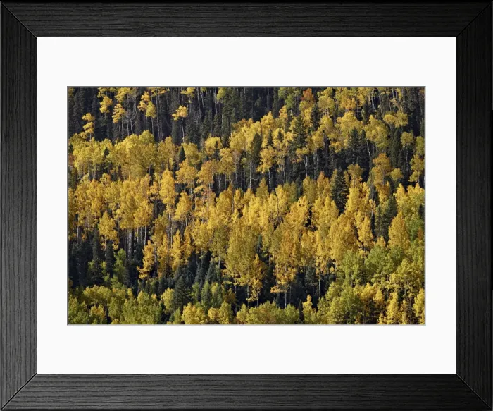 Framed Print : Yellow and orange aspens among evergreens in the fall, Uncompahgre National Forest, Colorado, United States of America, North America Framed Print : Yellow and orange aspens among evergreens in the fall, Uncompahgre National Forest, Colorado, United States of America, North America