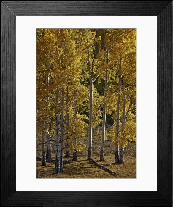 Framed Print : Yellow aspens in the fall, San Miguel County, San Juan Mountains, Colorado, United States of America, North America Framed Print : Yellow aspens in the fall, San Miguel County, San Juan Mountains, Colorado, United States of America, North America