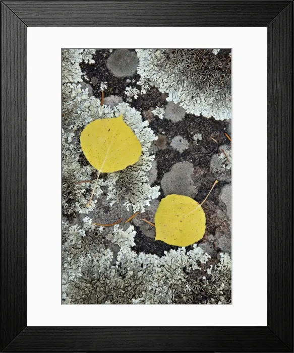 Framed Print : Yellow aspen leaves on a lichen-covered rock in the fall, Uncompahgre National Forest, Colorado, United States of America, North America Framed Print : Yellow aspen leaves on a lichen-covered rock in the fall, Uncompahgre National Forest, Colorado, United States of America, North America