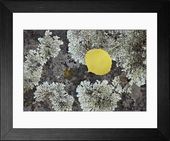 Framed Print : Yellow aspen leaf on a lichen-covered rock in the fall, Uncompahgre National Forest, Colorado, United States of America, North America Framed Print : Yellow aspen leaf on a lichen-covered rock in the fall, Uncompahgre National Forest, Colorado, United States of America, North America