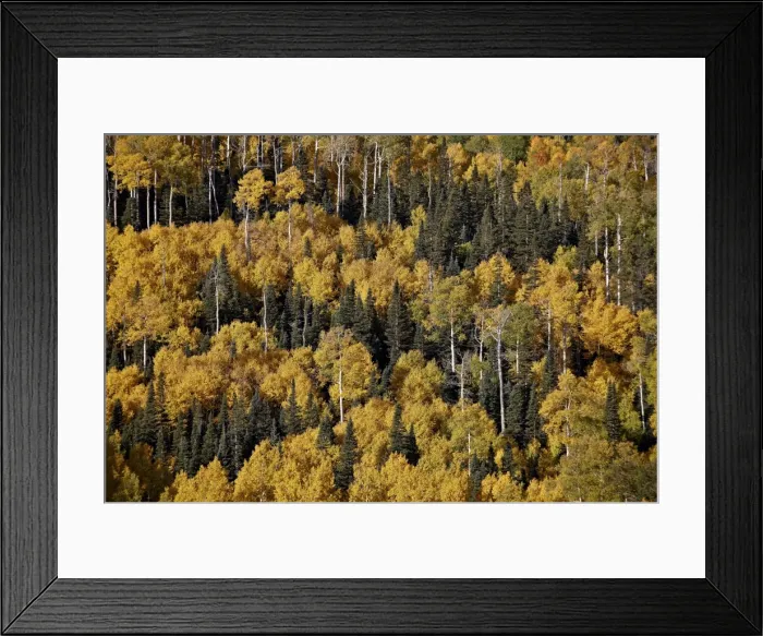 Framed Print : Yellow aspens among evergreens in the fall, Uncompahgre National Forest, Colorado, United States of America, North America Framed Print : Yellow aspens among evergreens in the fall, Uncompahgre National Forest, Colorado, United States of America, North America