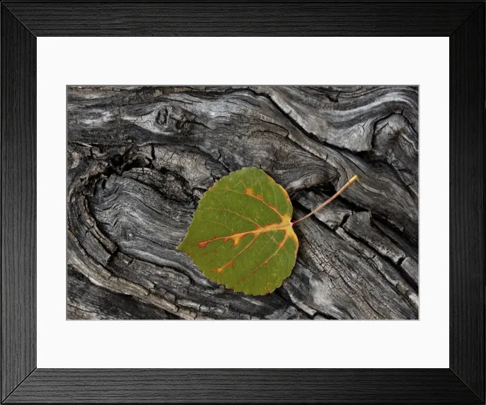 Framed Print : Aspen leaf turning red, orange, and yellow, Uncompahgre National Forest, Colorado, United States of America, North America Framed Print : Aspen leaf turning red, orange, and yellow, Uncompahgre National Forest, Colorado, United States of America, North America