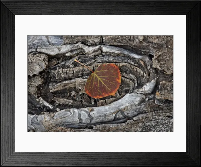 Framed Print : Aspen leaf turning red and orange, Uncompahgre National Forest, Colorado, United States of America, North America