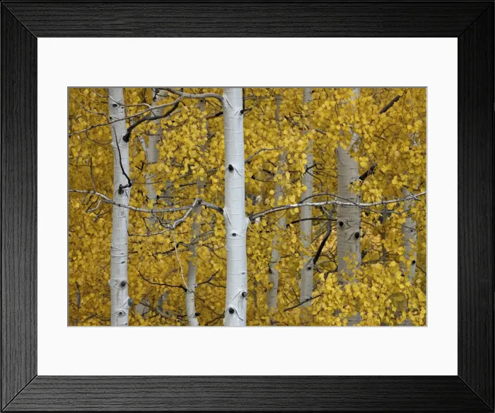 Framed Print : Aspen trunks among yellow leaves, Uncompahgre National Forest, Colorado, United States of America, North America Framed Print : Aspen trunks among yellow leaves, Uncompahgre National Forest, Colorado, United States of America, North America