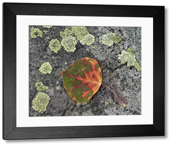 Framed Print : Aspen leaf turning red and orange on a lichen-covered rock, Uncompahgre National Forest, Colorado, United States of America, North America Framed Print : Aspen leaf turning red and orange on a lichen-covered rock, Uncompahgre National Forest, Colorado, United States of America, North America