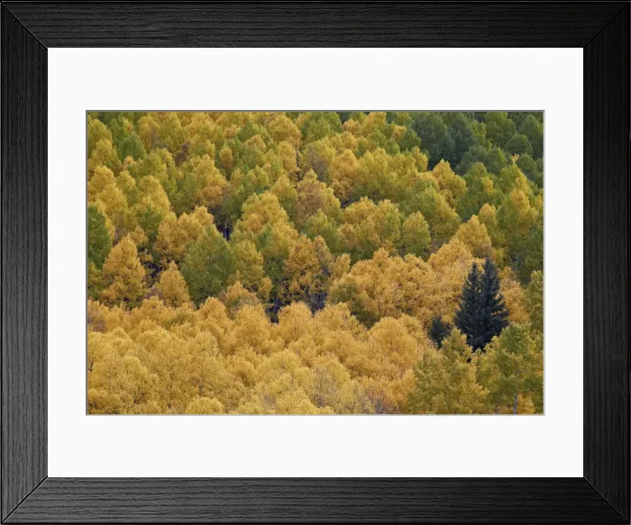 Framed Print : Evergreen among yellow and green aspens in the fall, Uncompahgre National Forest, Colorado, United States of America, North America Framed Print : Evergreen among yellow and green aspens in the fall, Uncompahgre National Forest, Colorado, United States of America, North America