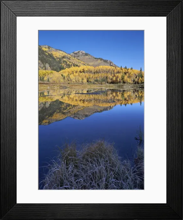 Framed Print : Yellow aspen trees reflected in Priest Lake in the fall, San Juan National Forest, Colorado, United States of America, North America