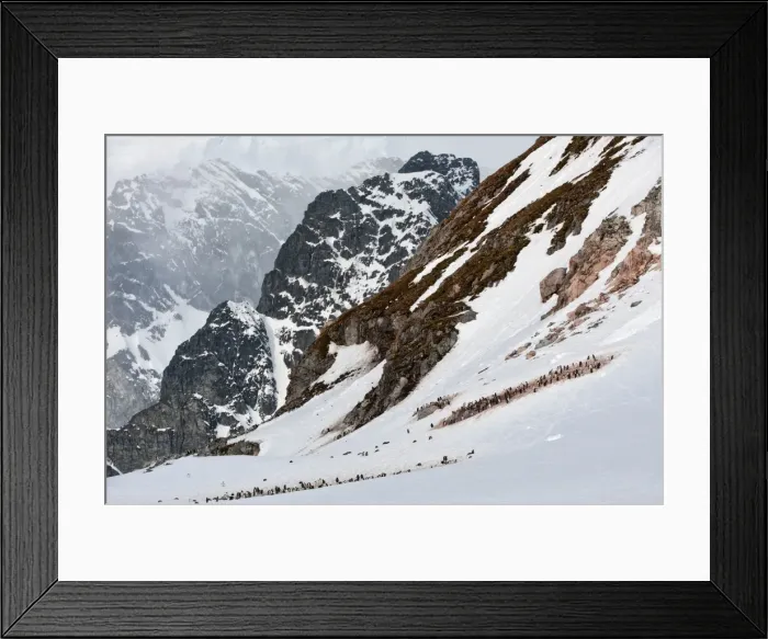 Framed Print : Gentoo penguin rookery (Pygoscelis papua), Cuverville Island, Antarctic Peninsula. Antarctica, Polar Regions Framed Print : Gentoo penguin rookery (Pygoscelis papua), Cuverville Island, Antarctic Peninsula. Antarctica, Polar Regions