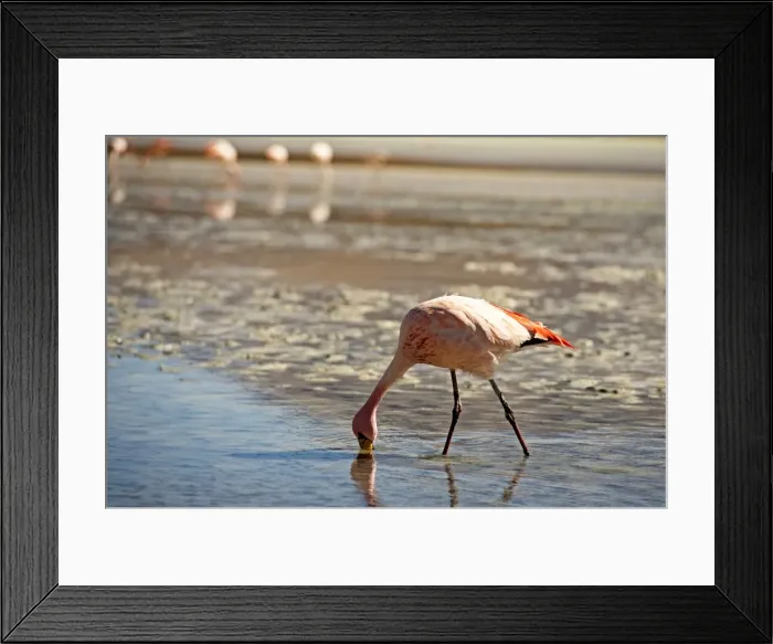 Framed Print : A James Flamingo feeding in a shallow lagoon on the Bolivian Altiplano, Bolivia, South America Framed Print : A James Flamingo feeding in a shallow lagoon on the Bolivian Altiplano, Bolivia, South America