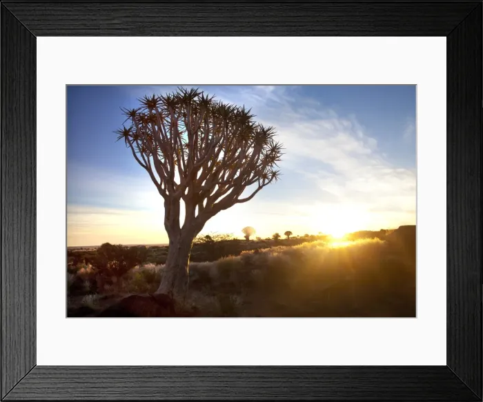 Framed Print : Quiver trees (Aloe Dichotoma), also referred to as Kokerboom, in the Quivertree Forest on Farm Gariganus near Keetmanshopp, Namibia, Africa Framed Print : Quiver trees (Aloe Dichotoma), also referred to as Kokerboom, in the Quivertree Forest on Farm Gariganus near Keetmanshopp, Namibia, Africa