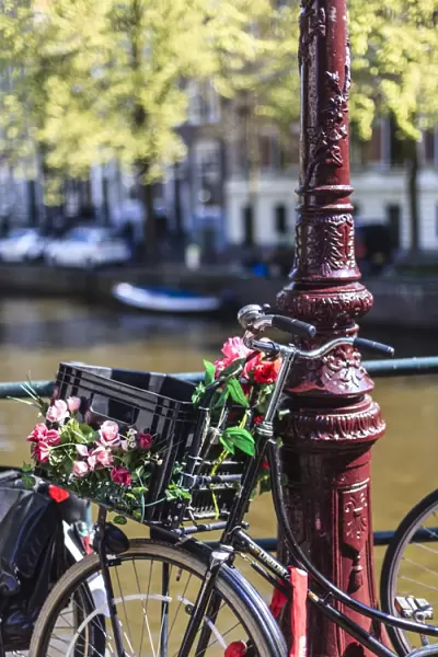 A bicycle decorated with flowers by a canal, Amsterdam, Netherlands, Europe