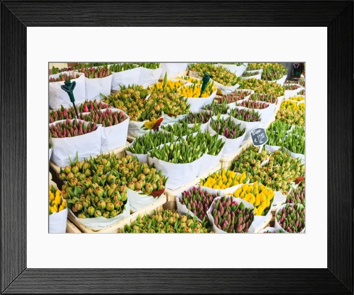 Framed Print : Tulips for sale in the Bloemenmarkt, the floating flower market, Amsterdam, Netherlands, Europe Framed Print : Tulips for sale in the Bloemenmarkt, the floating flower market, Amsterdam, Netherlands, Europe