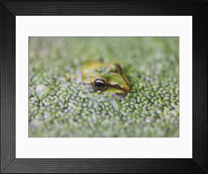 Framed Print : Close-up of European common frog (Rana temporaria), North Brabant, The Netherlands, Europe Framed Print : Close-up of European common frog (Rana temporaria), North Brabant, The Netherlands, Europe