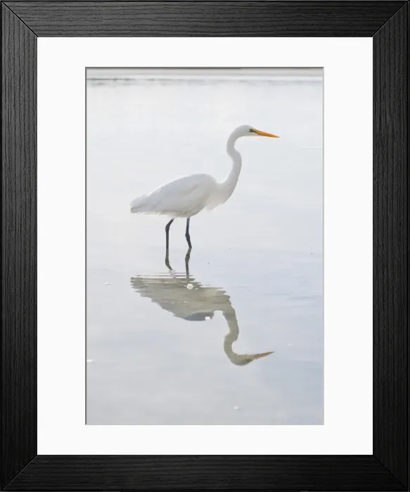 Framed Print : Eastern great egret (Ardea alba modesta), a white heron at Okarito Lagoon, West Coast, South Island, New Zealand, Pacific Framed Print : Eastern great egret (Ardea alba modesta), a white heron at Okarito Lagoon, West Coast, South Island, New Zealand, Pacific