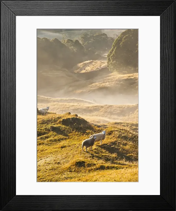 Framed Print : Canaan Downs Scenic Reserve at sunrise, Abel Tasman National Park, South Island, New Zealand, Pacific