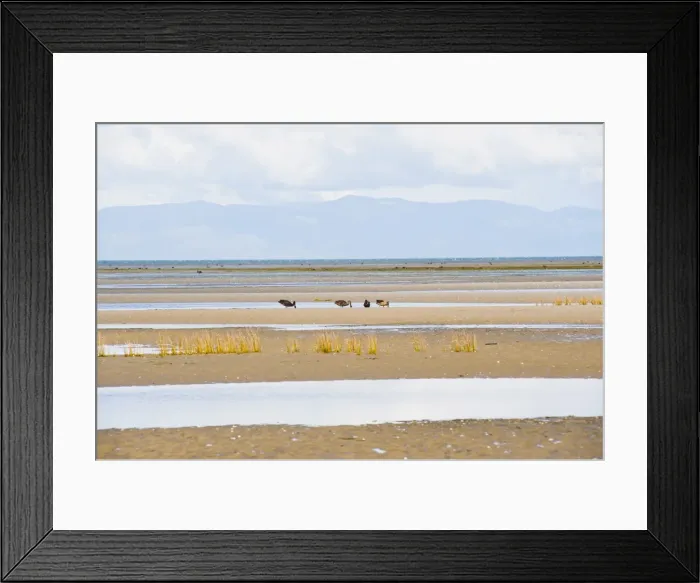 Framed Print : Birds and mountains at Farewell Spit, Golden Bay, South Island, New Zealand Framed Print : Birds and mountains at Farewell Spit, Golden Bay, South Island, New Zealand