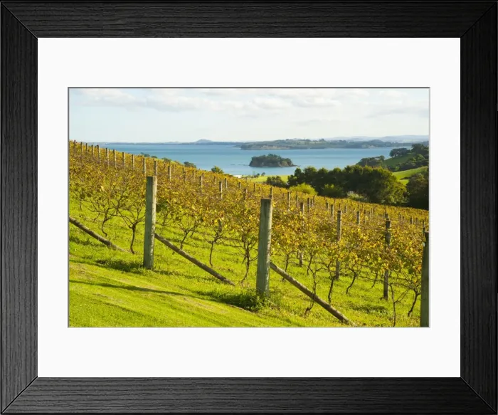 Framed Print : Autumn vineyard on Waiheke Island, Auckland, North Island, New Zealand, Pacific Framed Print : Autumn vineyard on Waiheke Island, Auckland, North Island, New Zealand, Pacific