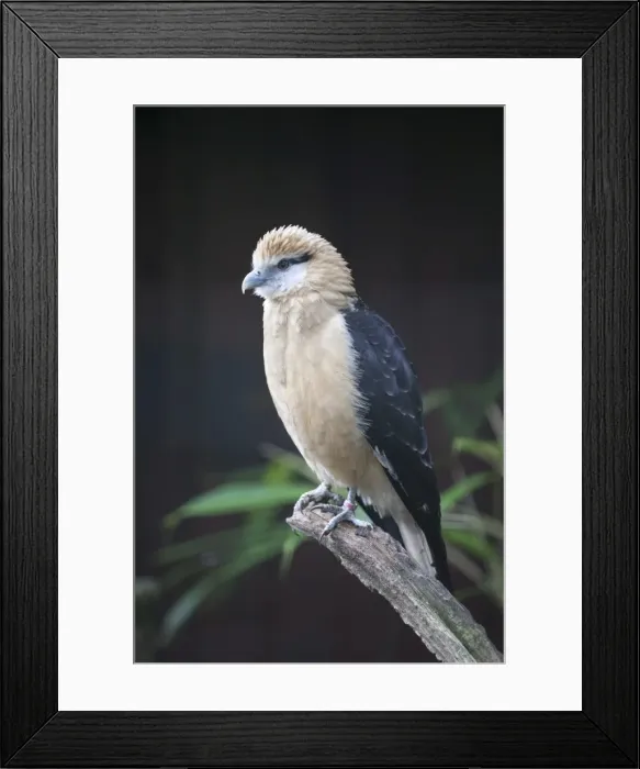 Framed Print : Yellow-headed Caracara (Milvago chimachima), Cotswold Wildlife Park, Costswolds, Gloucestershire, England, United Kingdom, Europe Framed Print : Yellow-headed Caracara (Milvago chimachima), Cotswold Wildlife Park, Costswolds, Gloucestershire, England, United Kingdom, Europe