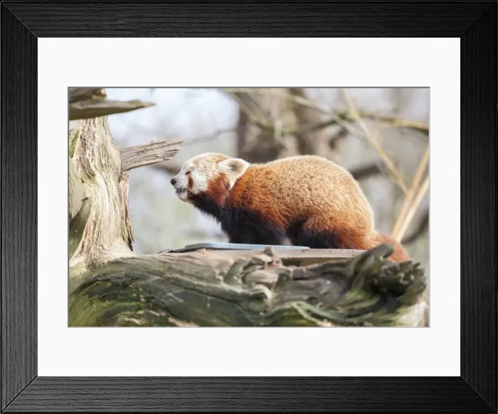 Framed Print : Red panda, Cotswold Wildlife Park, Costswolds, Gloucestershire, England, United Kingdom, Europe Framed Print : Red panda, Cotswold Wildlife Park, Costswolds, Gloucestershire, England, United Kingdom, Europe