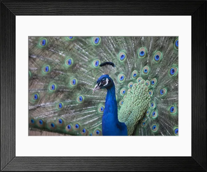 Framed Print : Peacock, Cotswold Wildlife Park, Costswolds, Gloucestershire, England, United Kingdom, Europe Framed Print : Peacock, Cotswold Wildlife Park, Costswolds, Gloucestershire, England, United Kingdom, Europe