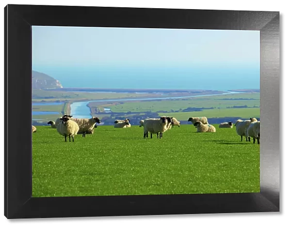 Sheep with Cuckmere Haven in the background, East Sussex, England, United Kingdom, Europe
