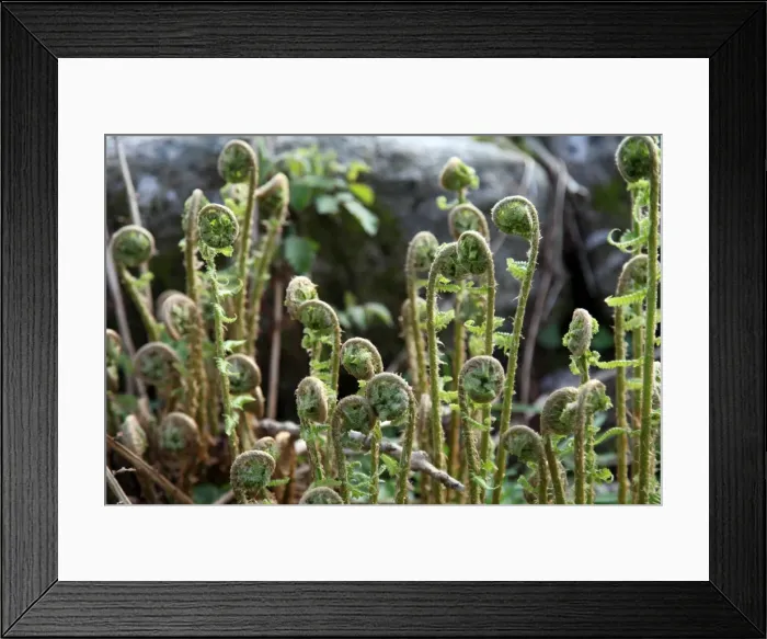 Framed Print : Young bracken shoots, Dartmoor National Park, Devon, England, United Kingdom, Europe Framed Print : Young bracken shoots, Dartmoor National Park, Devon, England, United Kingdom, Europe