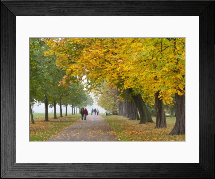 Framed Print : Autumnal trees, Hyde Park, London, England, United Kingdom, Europe Framed Print : Autumnal trees, Hyde Park, London, England, United Kingdom, Europe