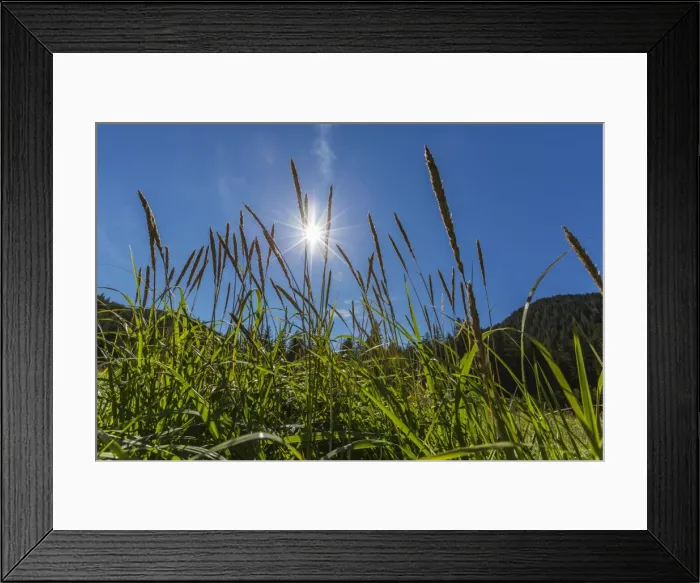 Framed Print : Sun shining through grass on Chichagof Island, Southeast Alaska, United States of America, North America Framed Print : Sun shining through grass on Chichagof Island, Southeast Alaska, United States of America, North America