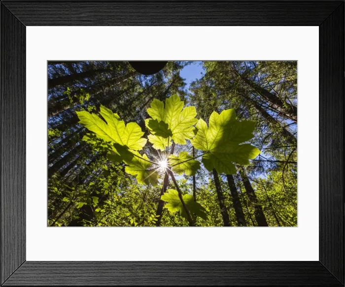 Framed Print : Sun shining through Devils Club on Chichagof Island, Southeast Alaska, United States of America, North America Framed Print : Sun shining through Devils Club on Chichagof Island, Southeast Alaska, United States of America, North America