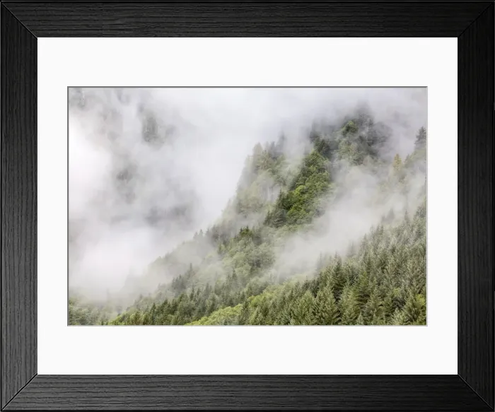 Framed Print : Fog-shrouded forest near Juneau, Southeast Alaska, United States of America, North America