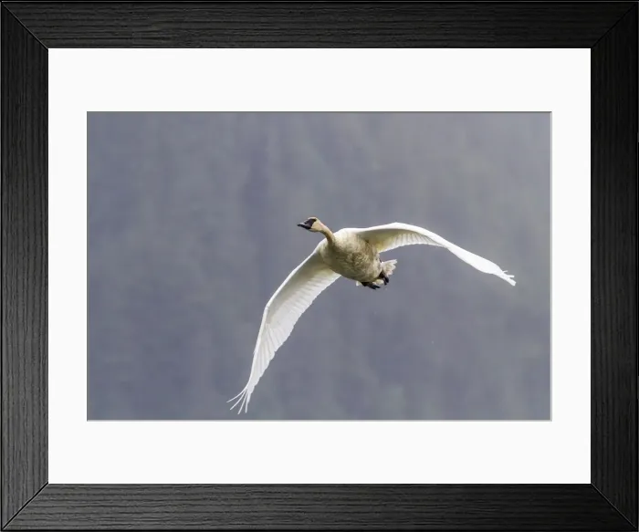 Framed Print : Adult trumpeter swan (Cygnus buccinator) near LeConte Glacier outside Petersburg, Southeast Alaska, United States of America, North America Framed Print : Adult trumpeter swan (Cygnus buccinator) near LeConte Glacier outside Petersburg, Southeast Alaska, United States of America, North America