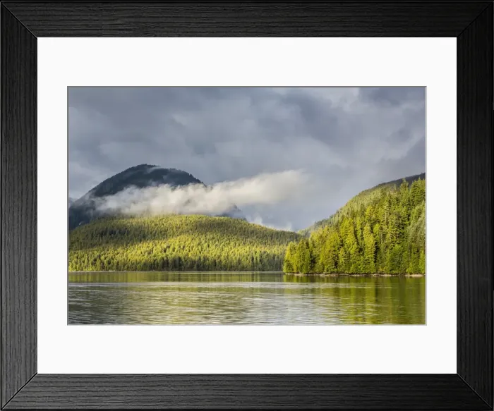 Framed Print : Fog-shrouded forest near Juneau, Southeast Alaska, United States of America, North America Framed Print : Fog-shrouded forest near Juneau, Southeast Alaska, United States of America, North America