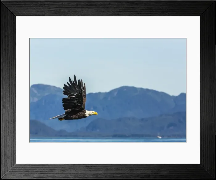 Framed Print : Adult bald eagle (Haliaeetus leucocephalus), Inian Pass, Southeast Alaska, United States of America, North America Framed Print : Adult bald eagle (Haliaeetus leucocephalus), Inian Pass, Southeast Alaska, United States of America, North America