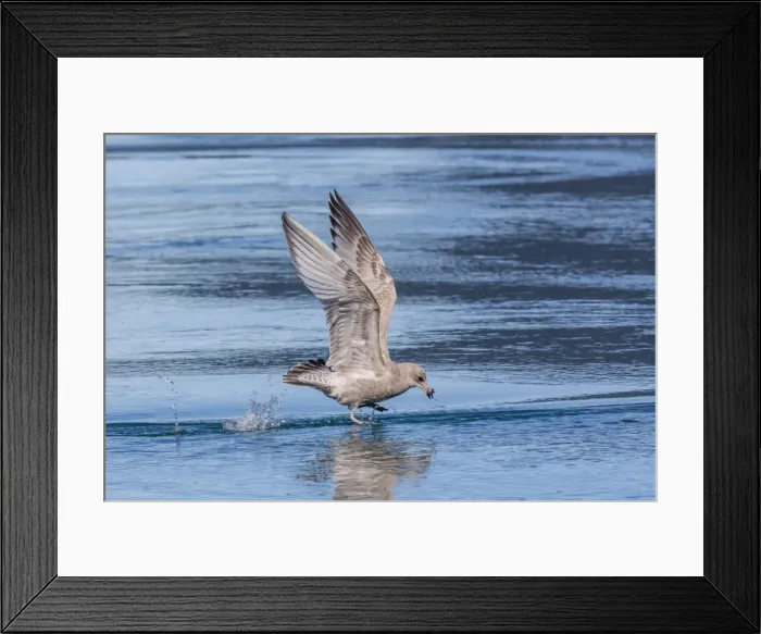 Framed Print : Juvenile glaucous-winged gull (Larus glaucescens), Inian Pass, Southeast Alaska, United States of America, North America Framed Print : Juvenile glaucous-winged gull (Larus glaucescens), Inian Pass, Southeast Alaska, United States of America, North America