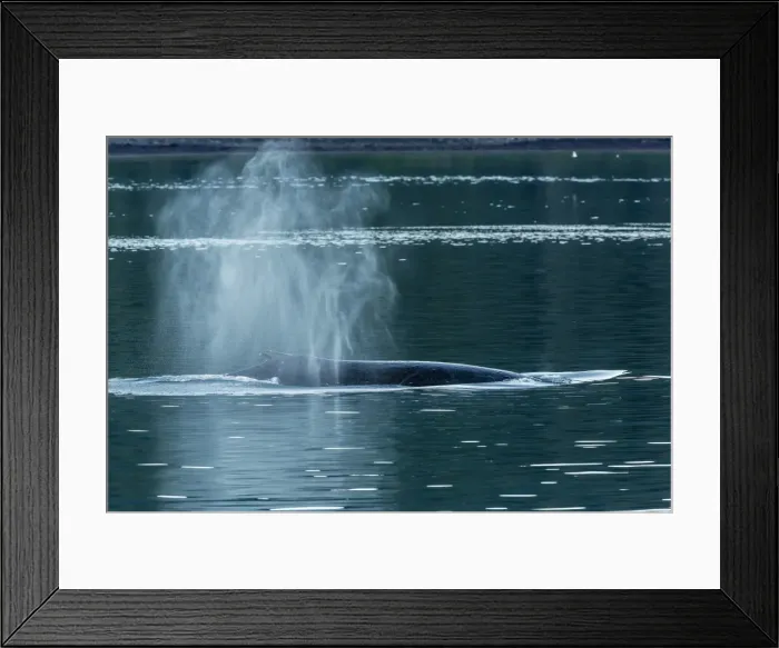 Framed Print : Adult humpback whale (Megaptera novaeangliae) flukes-up dive, Snow Pass, Southeast Alaska, United States of America, North America Framed Print : Adult humpback whale (Megaptera novaeangliae) flukes-up dive, Snow Pass, Southeast Alaska, United States of America, North America
