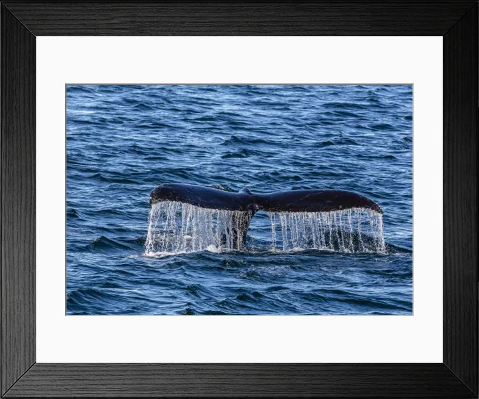Framed Print : Adult humpback whale (Megaptera novaeangliae) flukes-up dive, Snow Pass, Southeast Alaska, United States of America, North America Framed Print : Adult humpback whale (Megaptera novaeangliae) flukes-up dive, Snow Pass, Southeast Alaska, United States of America, North America