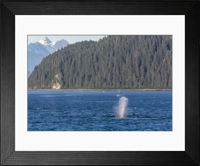 Framed Print : Adult humpback whale (Megaptera novaeangliae) flukes-up dive, Snow Pass, Southeast Alaska, United States of America, North America Framed Print : Adult humpback whale (Megaptera novaeangliae) flukes-up dive, Snow Pass, Southeast Alaska, United States of America, North America