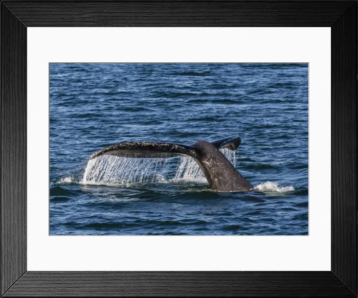 Framed Print : Adult humpback whale (Megaptera novaeangliae) flukes-up dive, Snow Pass, Southeast Alaska, United States of America, North America